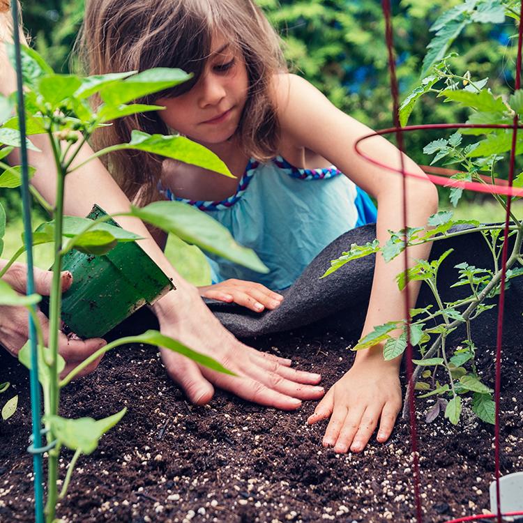 Grow Your Own Pizza Garden